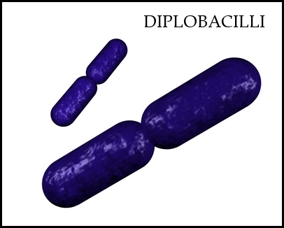 diplobacilli